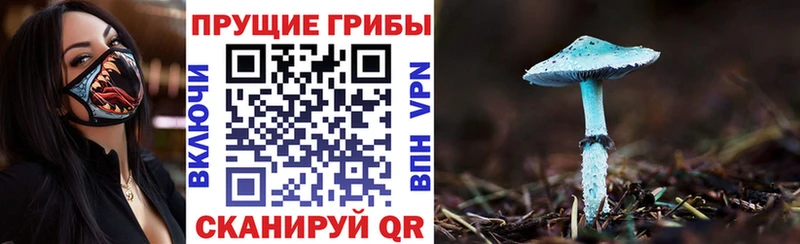 Галлюциногенные грибы Cubensis  цена наркотик  hydra ССЫЛКА  Павловская 